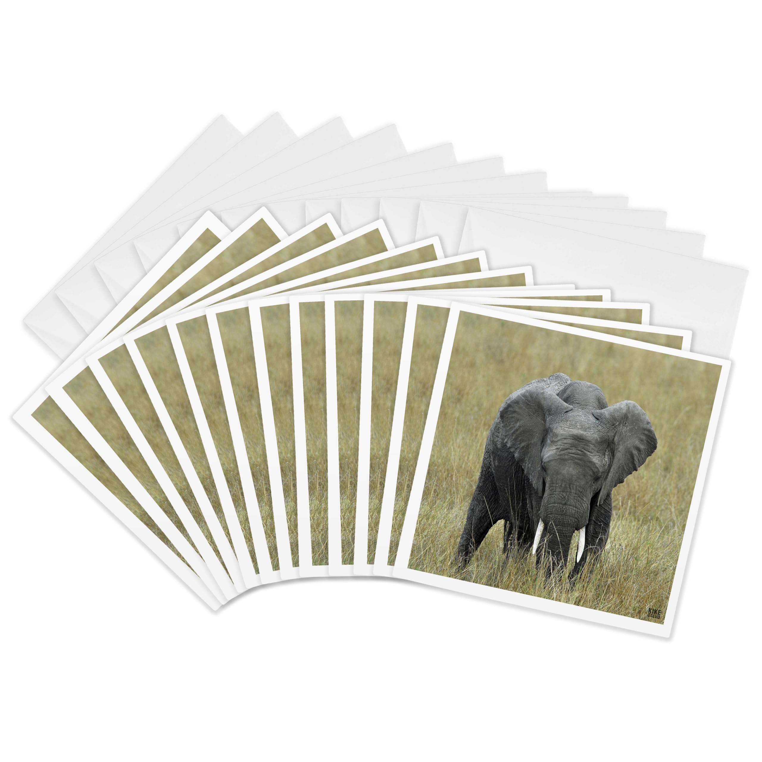 3dRose gc_9898_2 6 x 6-Inch "African Elephant, Loxodonta Africana, Masai Mara National Park Kenya Africa 4" Greeting Card (Pack of 12)