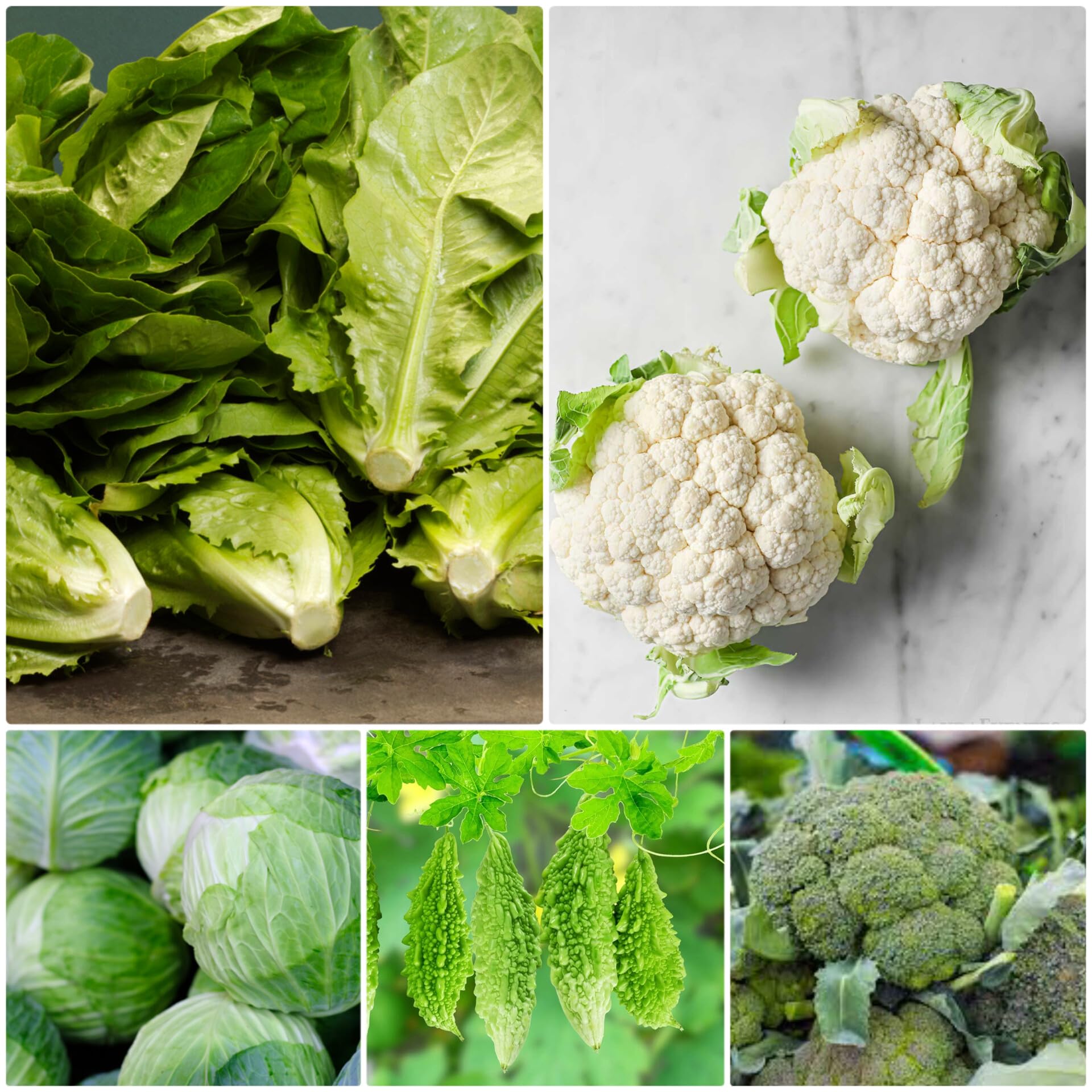 Vegetable seeds for winter season, (100 seeds),5 varieties (Cauliflower, Bitter gourd, Broccoli, Cabbages, lettuce leaf) (B0CHZ88ZJ5) Amazon Price History, Amazon Price Tracker