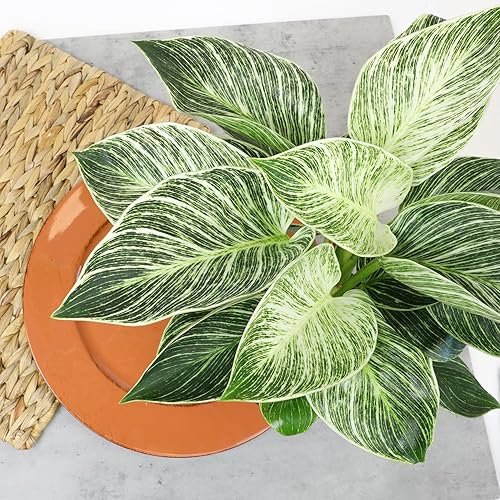 Miniatura 4 de Birkin - Filodendro en maceta de 6 pulgadas para plantas de interior, plantas de interior vivas, plantas de oficina, regalo fácil de plantas,