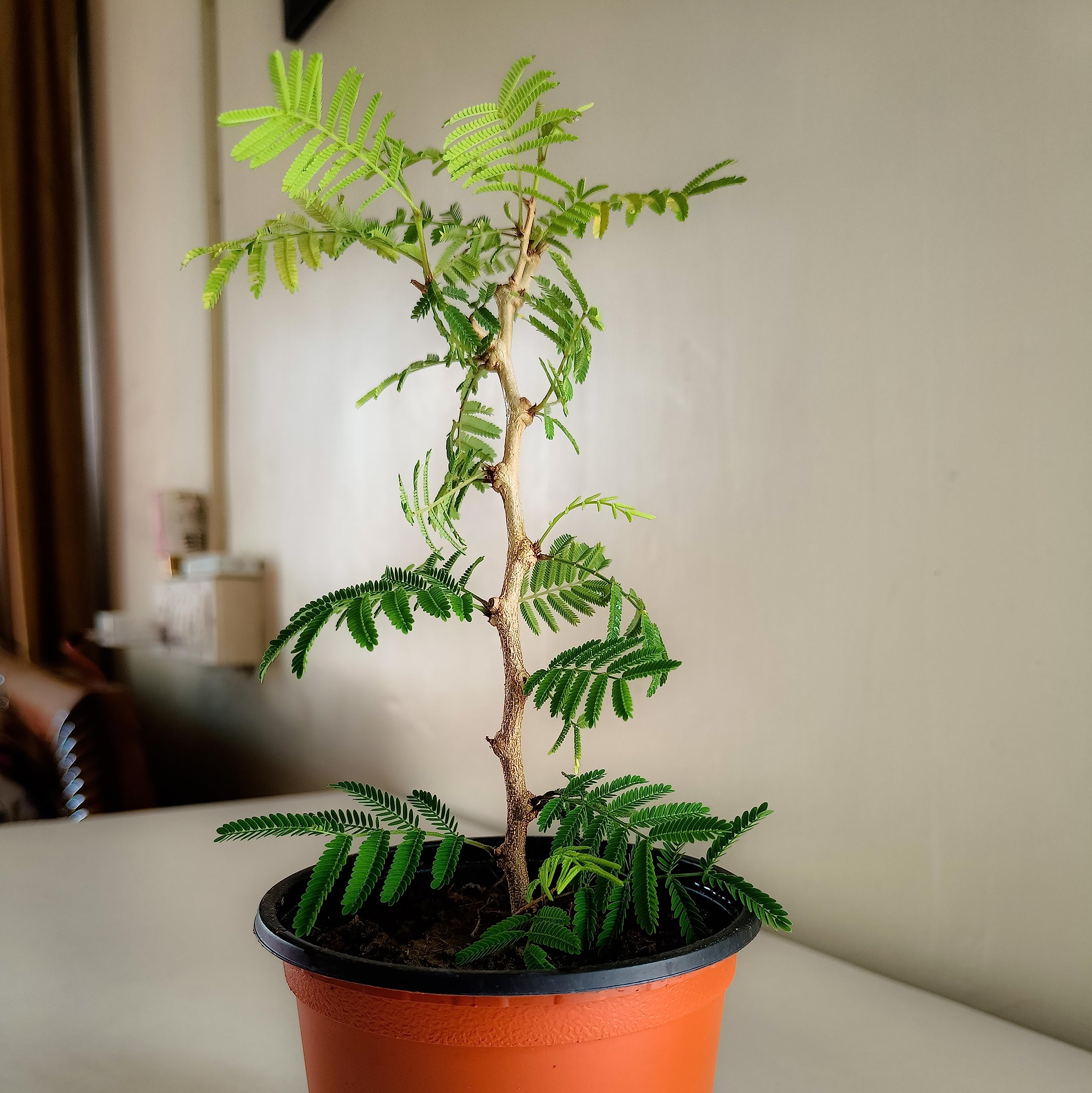 See full amazon price history chart for Shami Plant/also known as Jand, Khejri, Khijro, Jammi, Chikur, Rhejri, Chonkar Shami Plant/also known as Jand, Khejri, Khijro, Jammi, Chikur, Rhejri, Chonkar (B0CBZGL6G3) Amazon Price History, Amazon Price Tracker