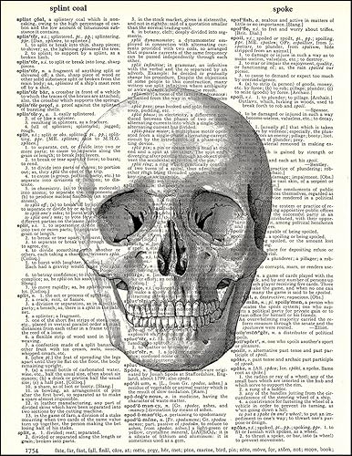 Fresh Prints of CT Diagrama anatómico de calavera humana, impreso en papel de diccionario vintage reciclado, póster de arte anatómico de 8 x 10.5