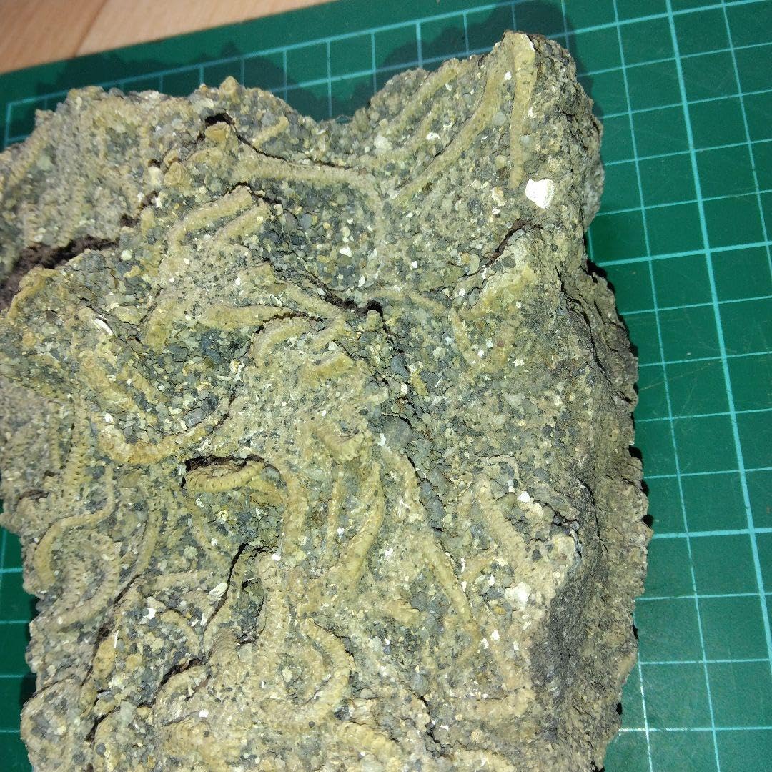 千葉県産　キタクシノハクモヒトデ　実体標本　立体標本 Amazon.co.jp: 千葉県産 キタクシノハクモヒトデ 実体標本 立体標本