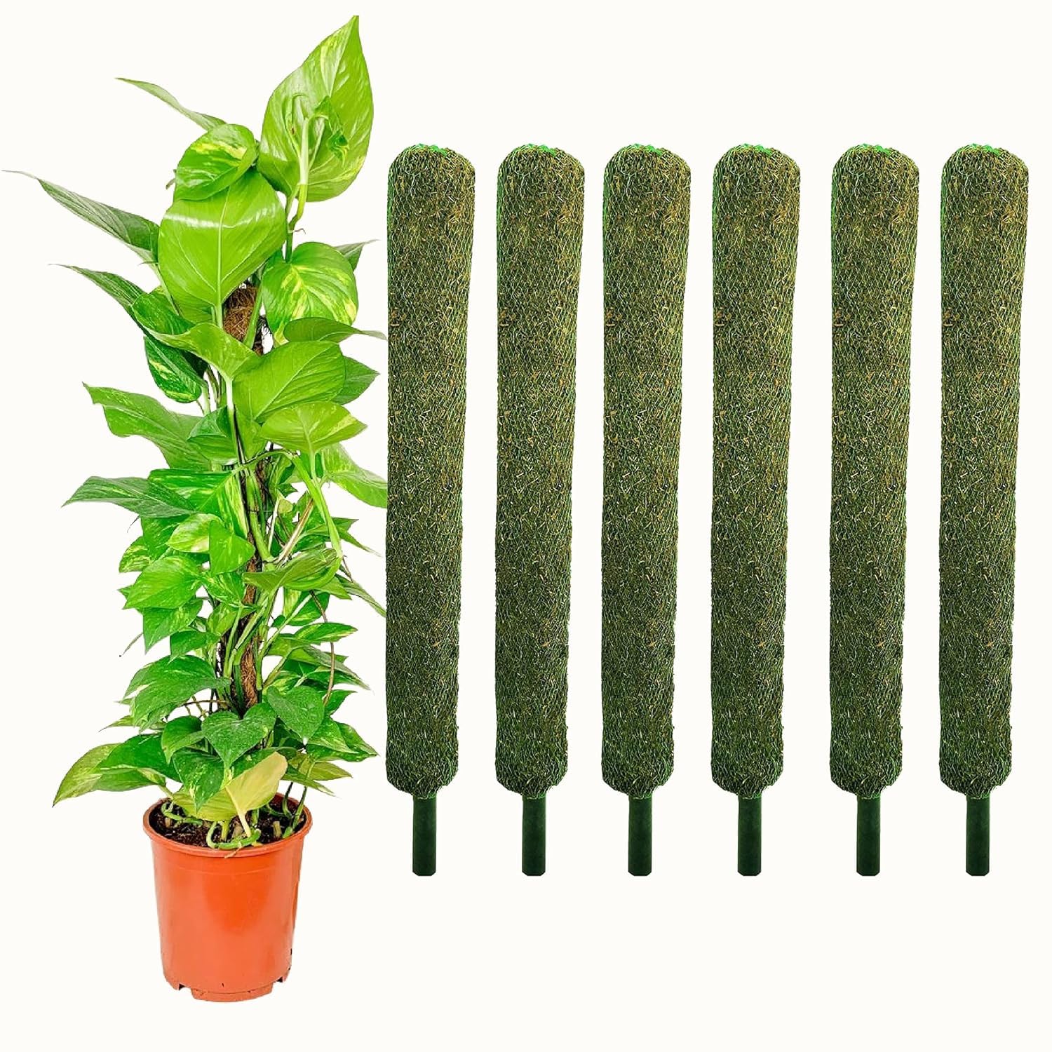 Nayra Plant Support Moss Stick(3 Ft Pack of 6)- Green Grass Pole for Plants Support, Support Stick for Money Plant, Climbing Indoor Plants