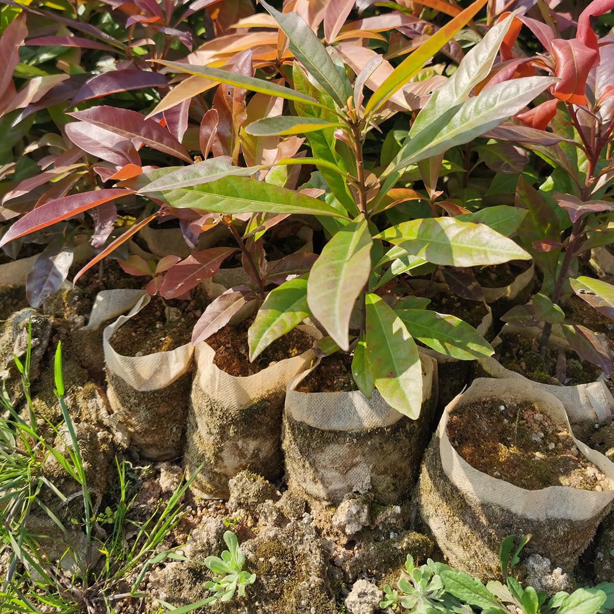 gardtree Bolsas de cultivo de plantas no tejidas de 11.7 x 13.5 pulgadas, 100 unidades, bolsas biodegradables para plantas de jardín, bolsas de cultivo de plántulas para cultivar vegetales, flores,