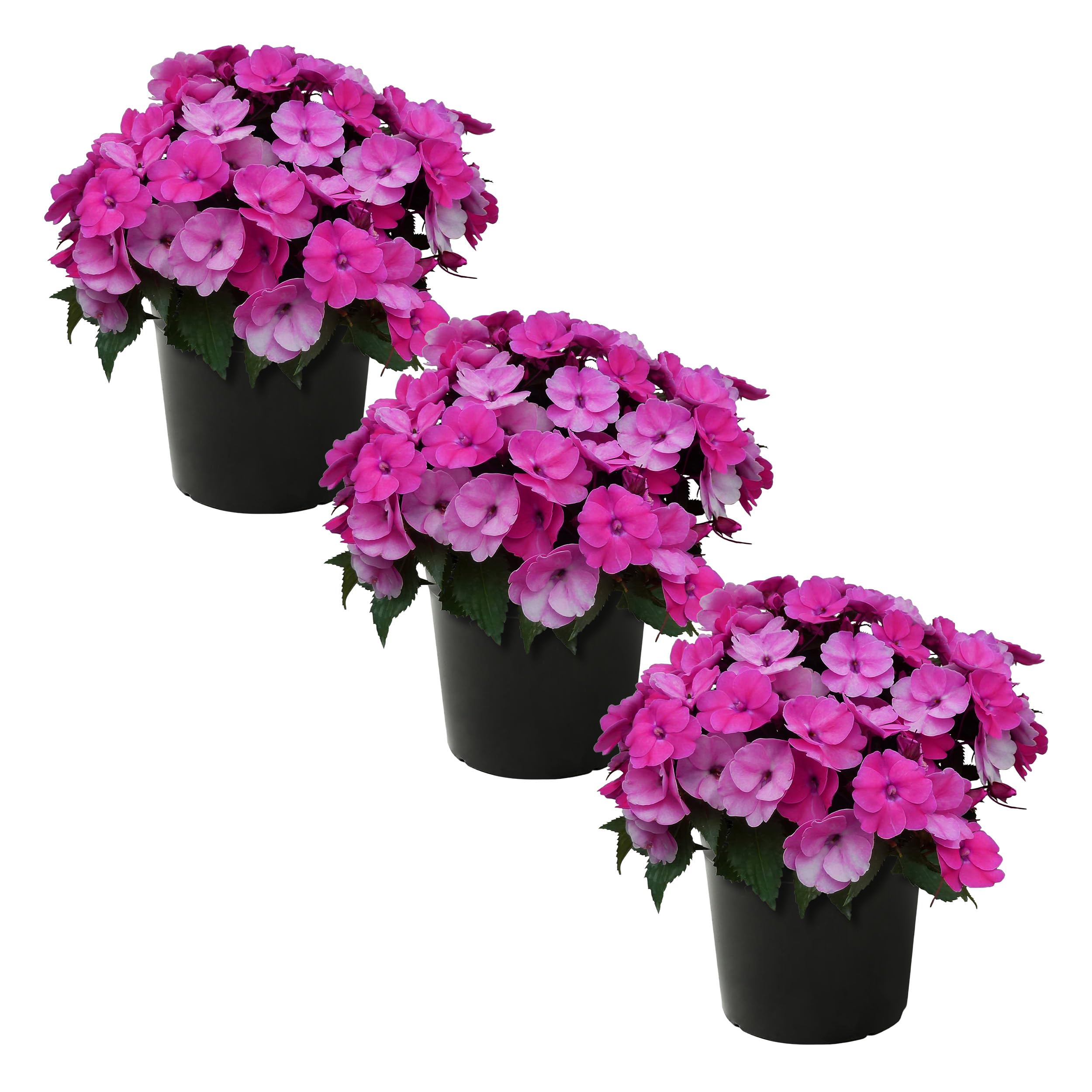 Live Flowering SunPatiens - Purple