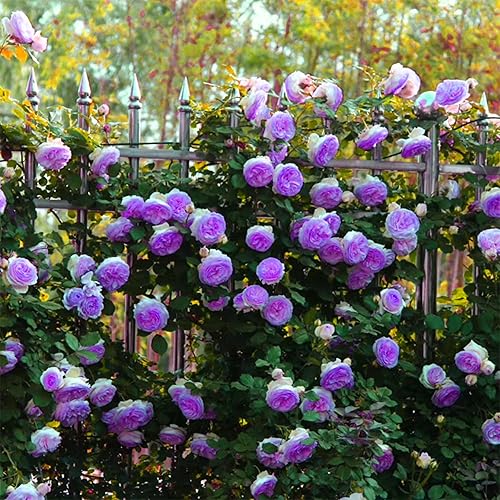 Miniatura 3 de 140 semillas de rosa rosa trepadoras mixtas para plantar, semillas de flores de arbusto de rosas sin OMG, flores raras que atraen a los