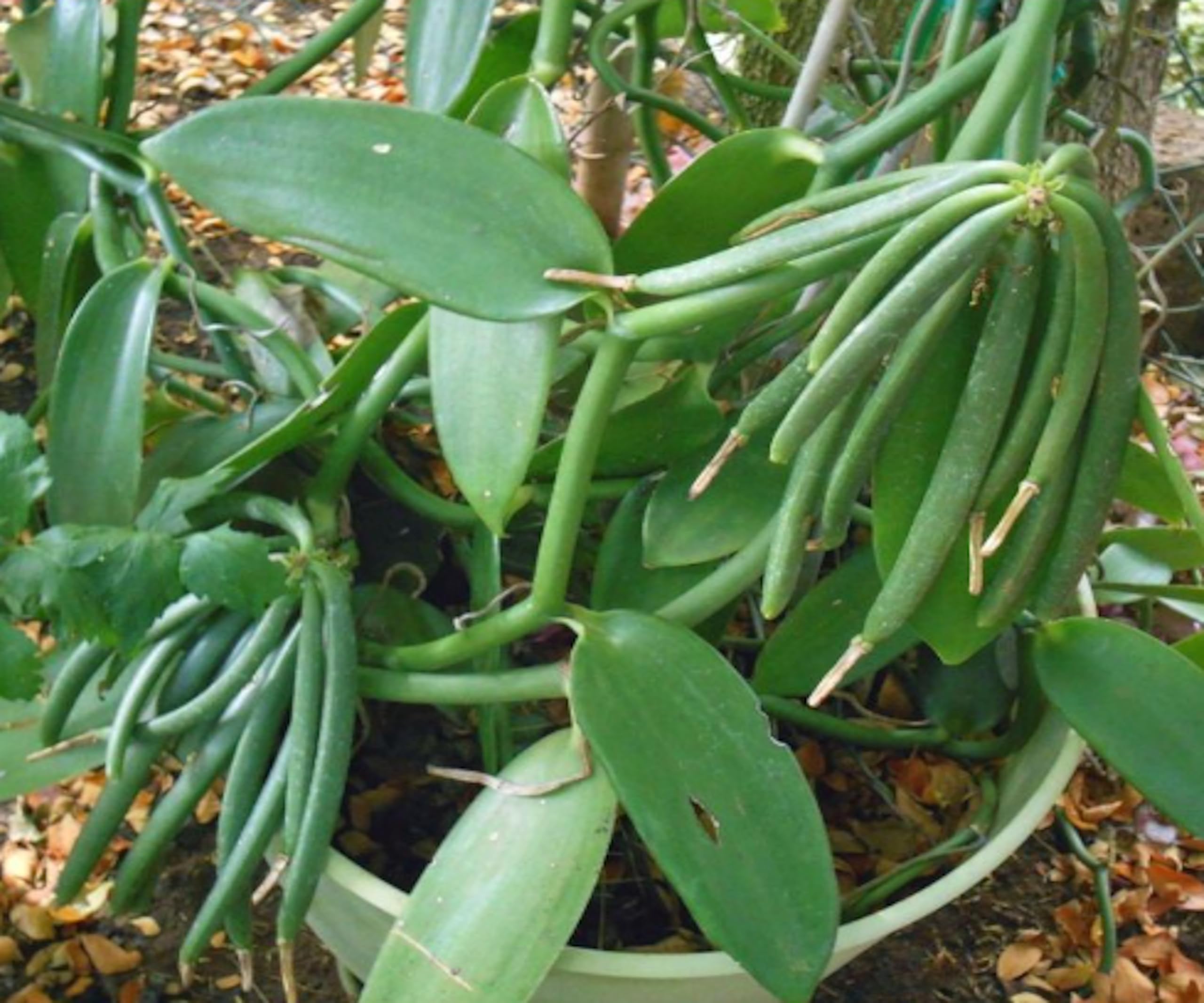 Amazon.co.jp: バニラの苗木 販売 - 自家栽培で香り豊かなバニラ