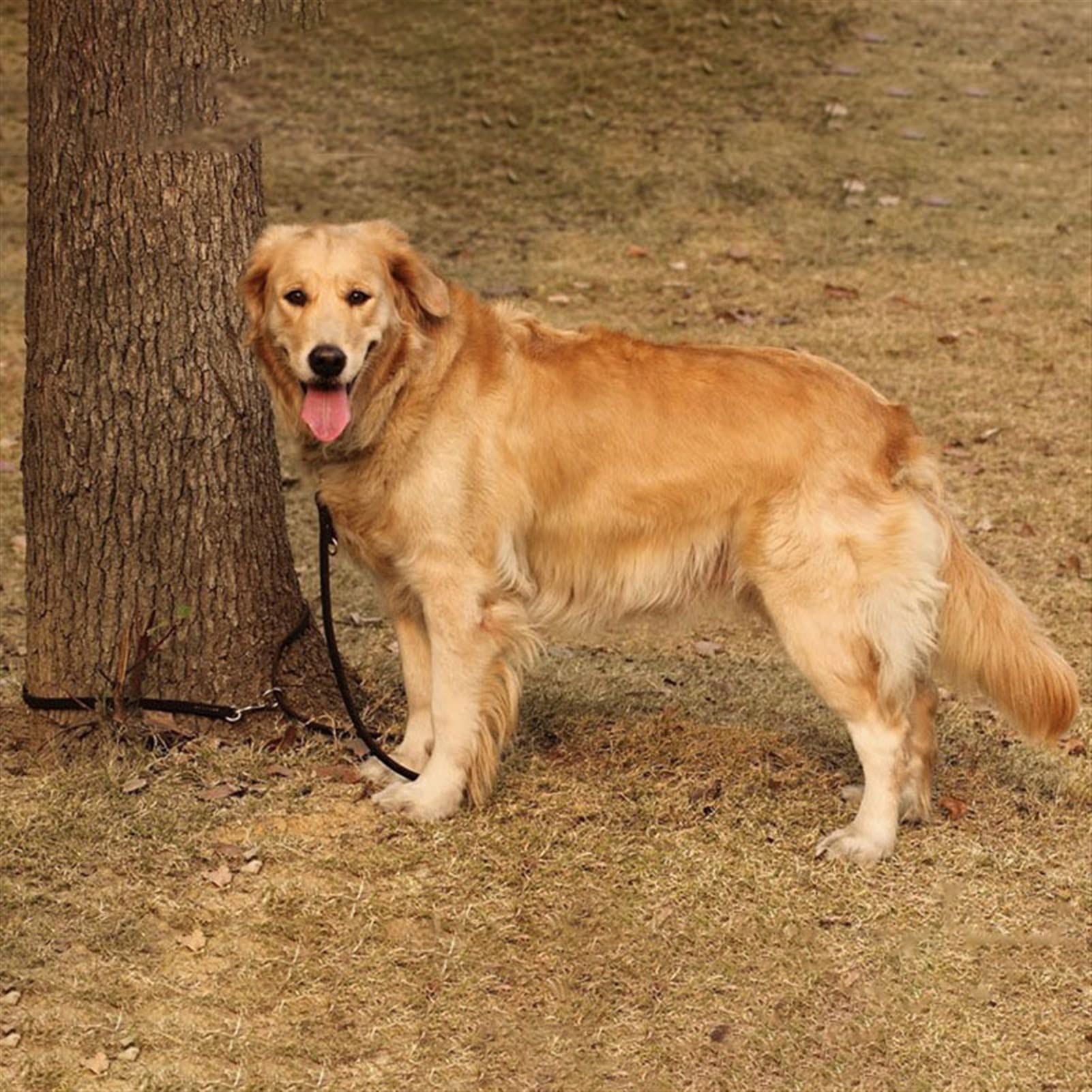 Skórzana smycz dla zwierząt Skórzana linka trakcyjna Podwójna przyczepność Łańcuch P Obroża Wielofunkcyjna długość Pet Dog Walking Dog Training Lina trakcyjna Lina dla psa (Kolor: 04, Rozmiar: 1,2 c