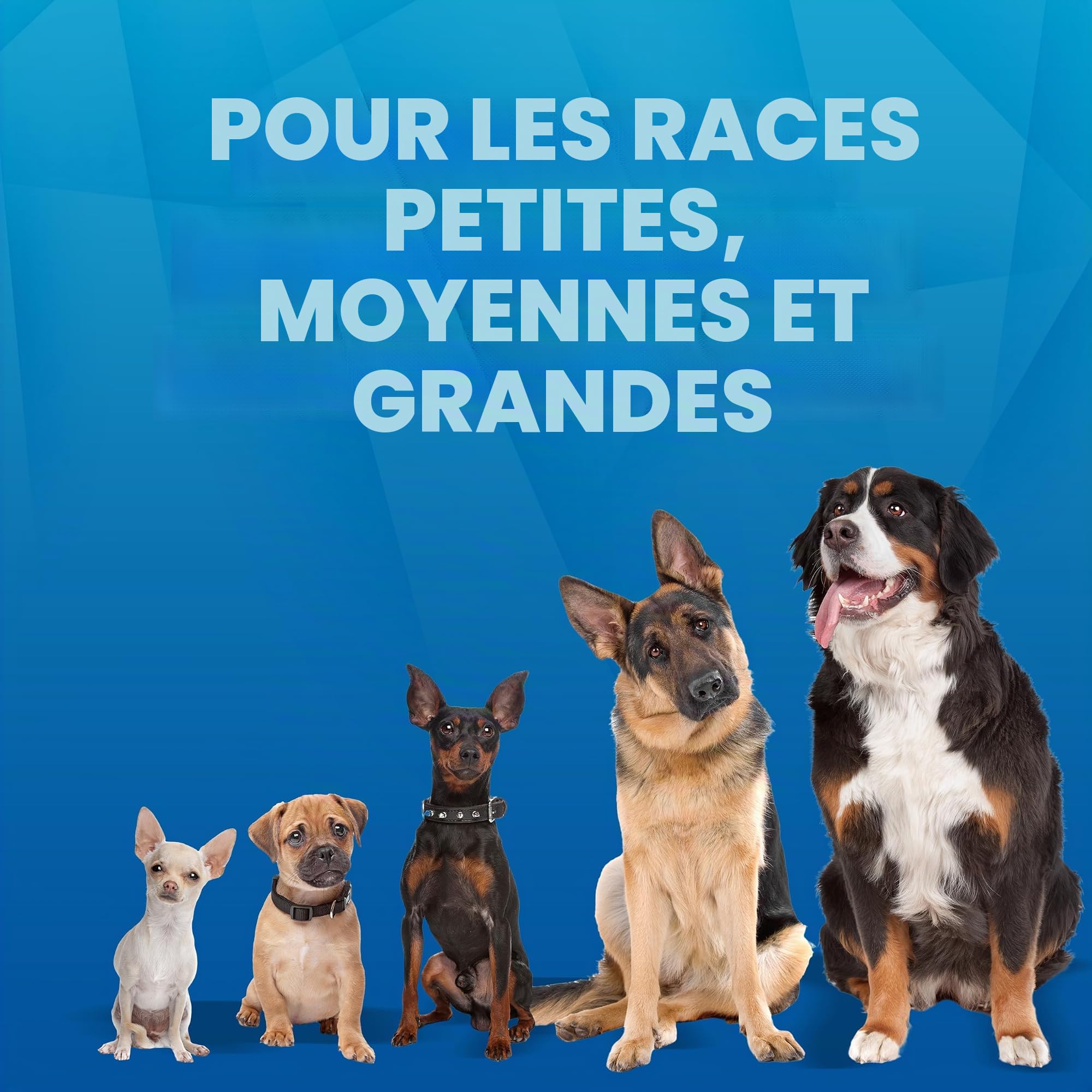 Nerf Dog Coffret cadeau jouet : balle en caoutchouc de 9,7 cm, balle couinante en caoutchouc thermoplastique translucide de 6,9 cm, balle couinante et ballon de football couineur en caoutchouc de 15,2