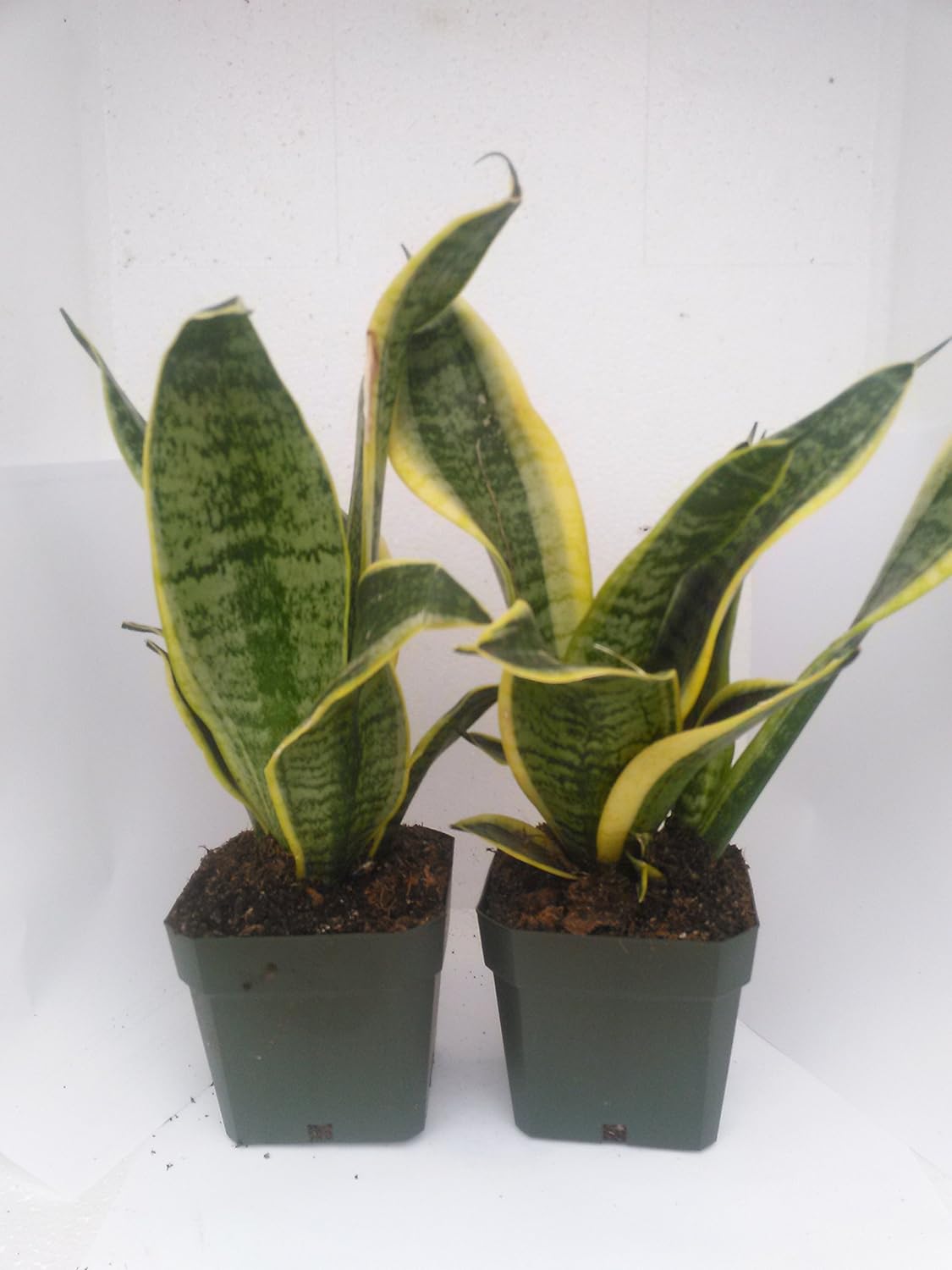 Two Superba Robusta Snake Plant - Sanseveria - Impossible to Kill! - 4" Pot Only By Jm Bamboo