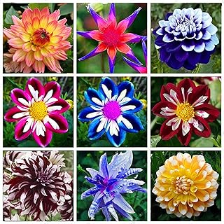 100Pcs Rare Dahlia Seeds Beautiful Perennial Flowers Plants Dahlia for Home Garden Planting