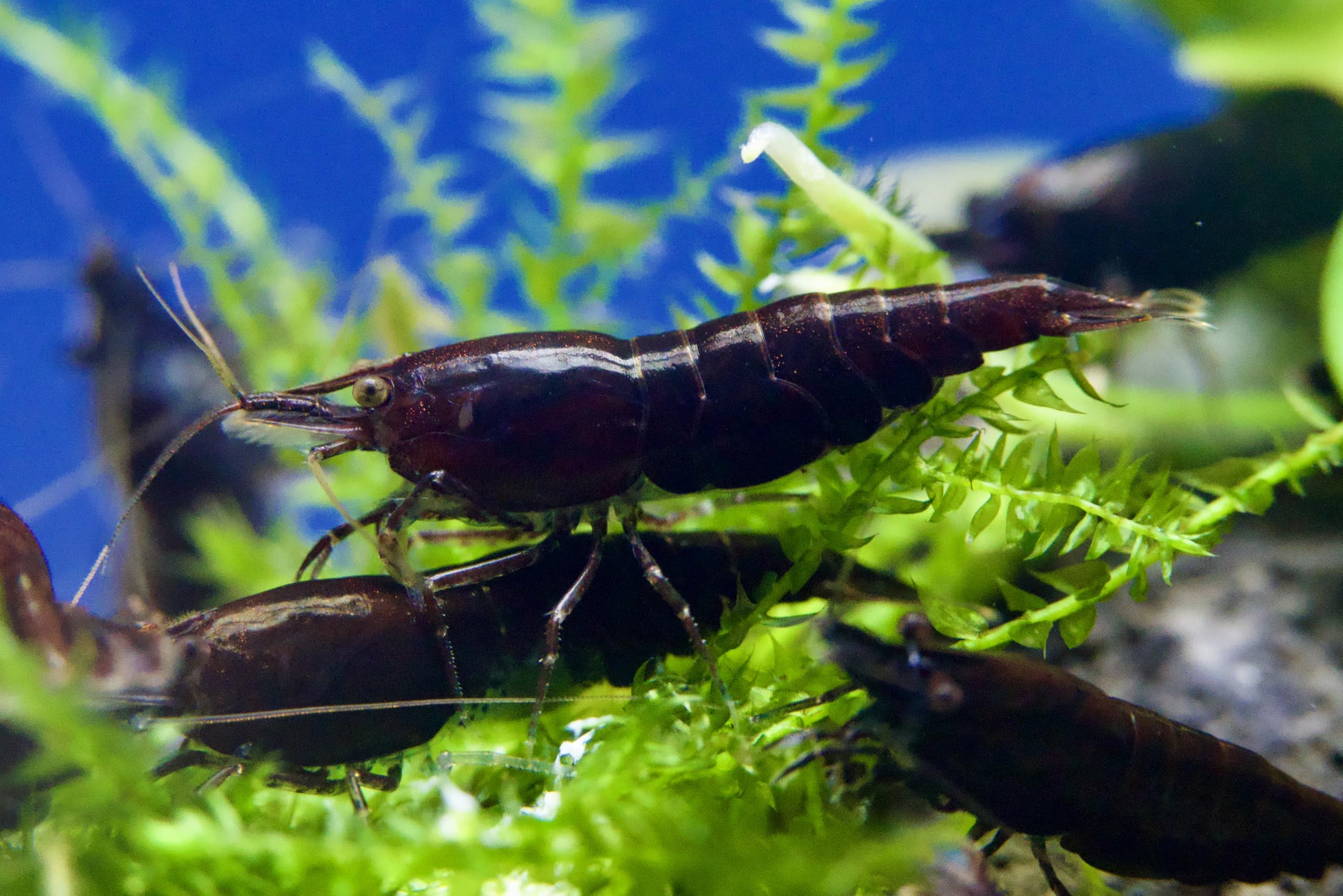10x Zwerggarnelen Mix (Neocaridina) – Bunte Aquarium Garnelen Set – Lebendtiere für Nano Aquarium – Algenfresser & Anfänger geeignet