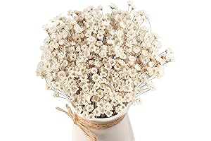 Natural Star Daisy Dried Flowers