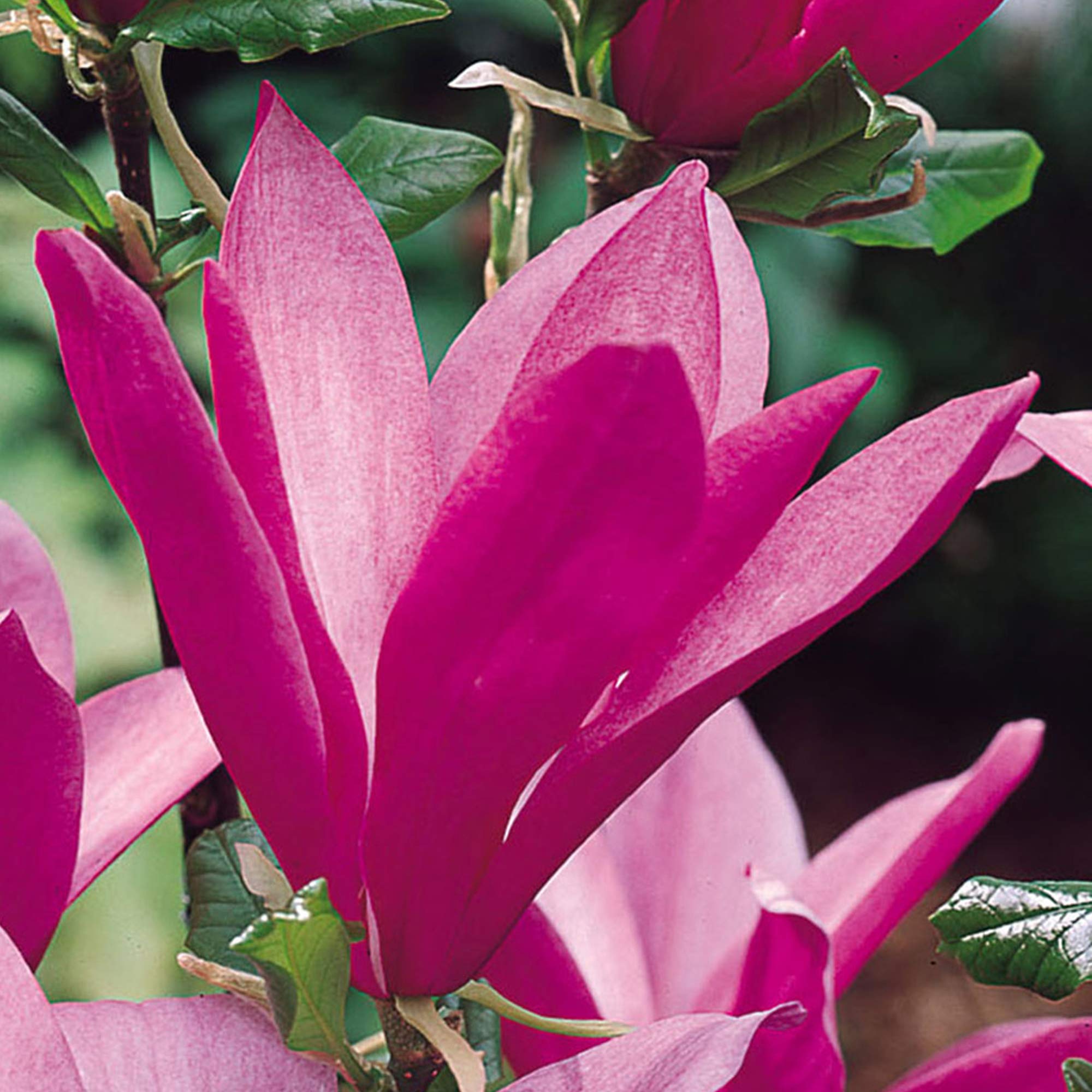 Gardeners Dream Magnolie Baum 'Susan' - Magnolienbaum Winterhart & Mehrjährig - Tulpenmagnolie Baum - Blühende Winterharte Pflanzen für Garten, Kübel & Balkon - 60-90 cm Magnolia Baum im Topf