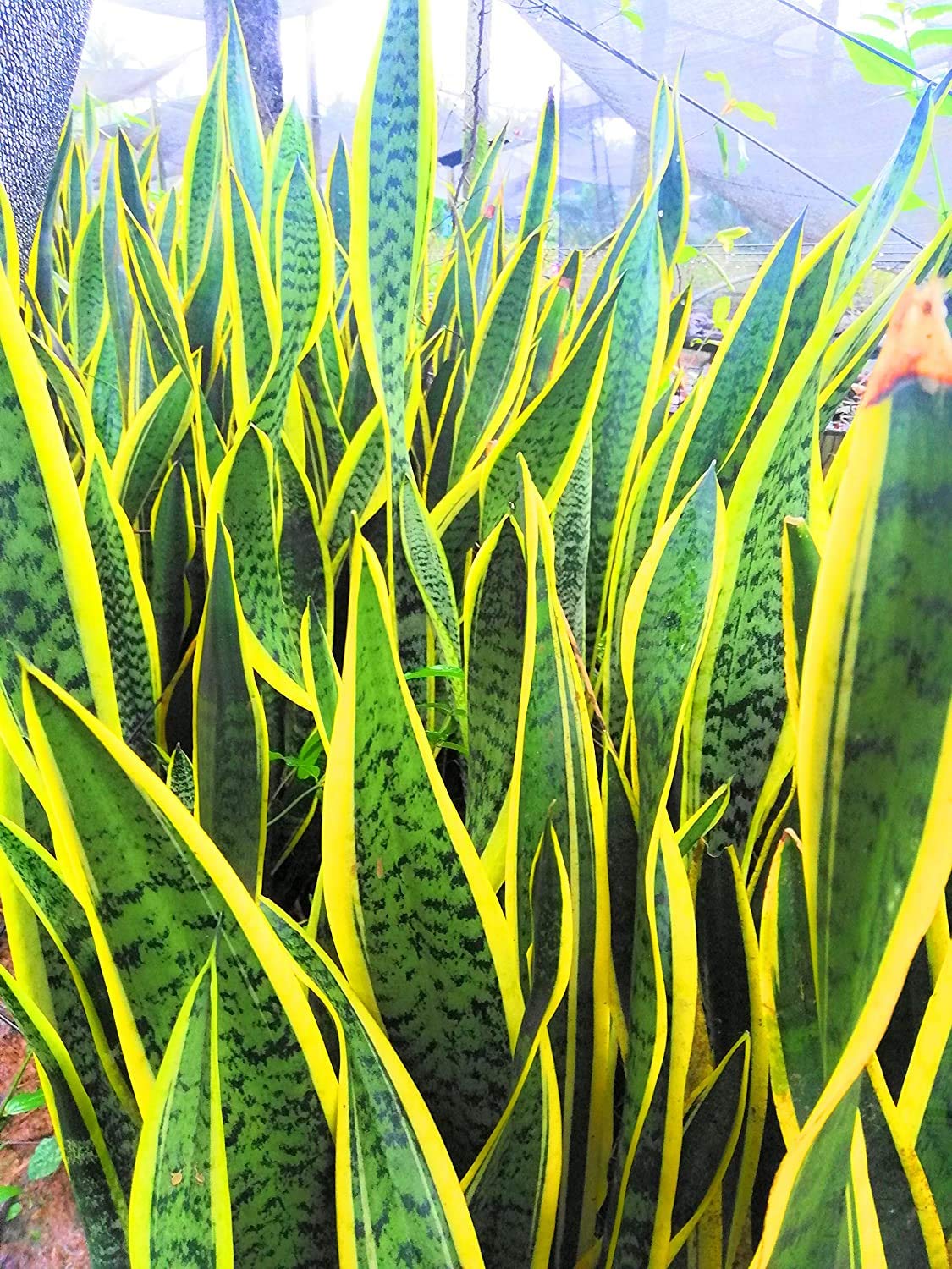 Vatikalive snake plant with pot (B08FYQV4CB) Amazon Price History, Amazon Price Tracker
