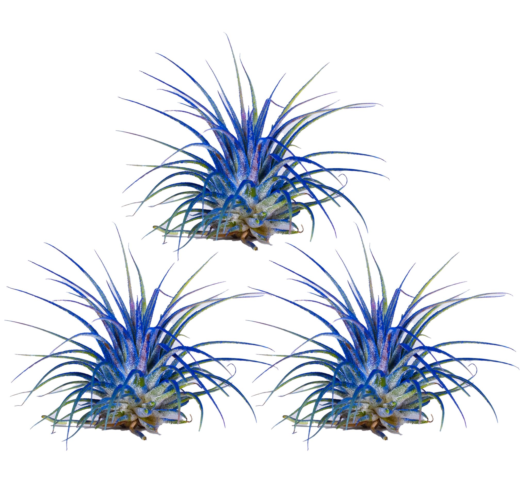 CALI KIWI PROS Air Plants