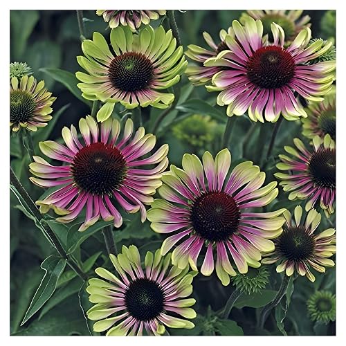 Stauden Gänge 3 x Echinacea purpurea 'Green Twister' winterhart |