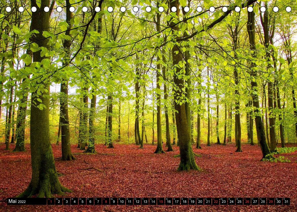 Zauberhafter Sachsenwald (Tischkalender 2022 DIN A5 quer): Impressionen aus dem Sachsenwald (Monatskalender, 14 Seiten ) (CALVENDO Natur)