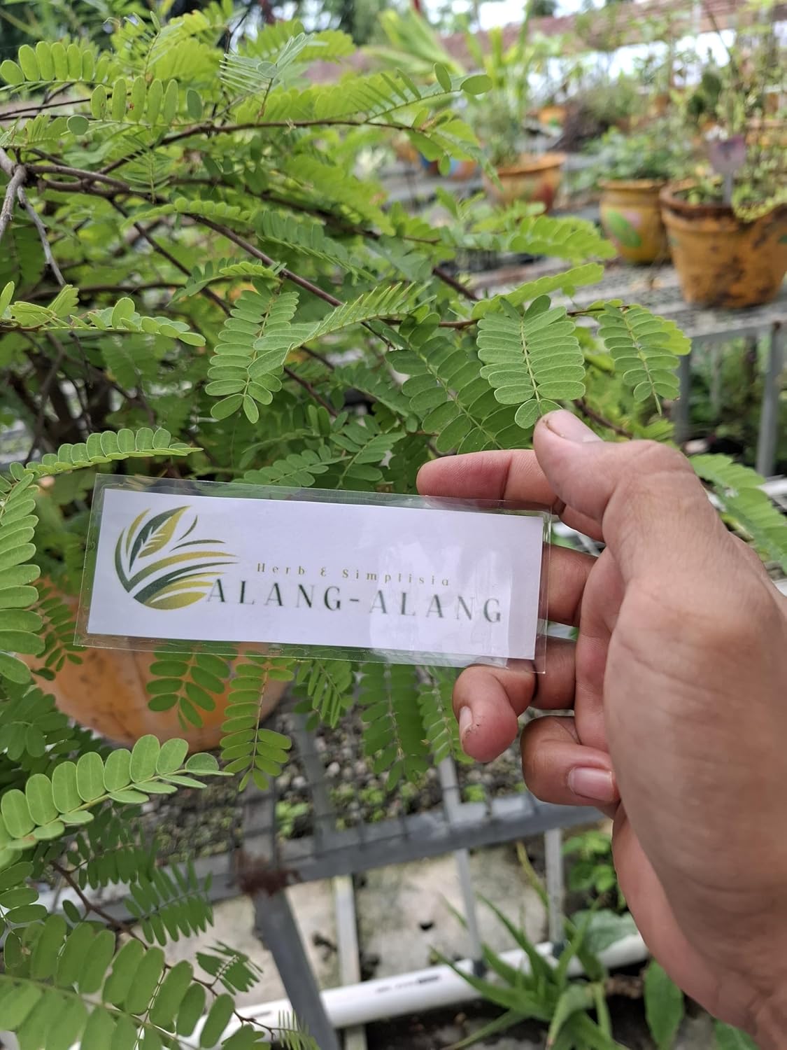 Daun Asam Jawa - Tamarindus Indic Dried Leaf (30 gram)