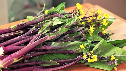 Miniatura 6 de Hon Tsai Tai Purple Yu Choy Sum Seeds - Paquete de más de 1500 unidades - para Hong Caitai 2024 & # x02024 & # 8221 Col Roja China Floración Bok