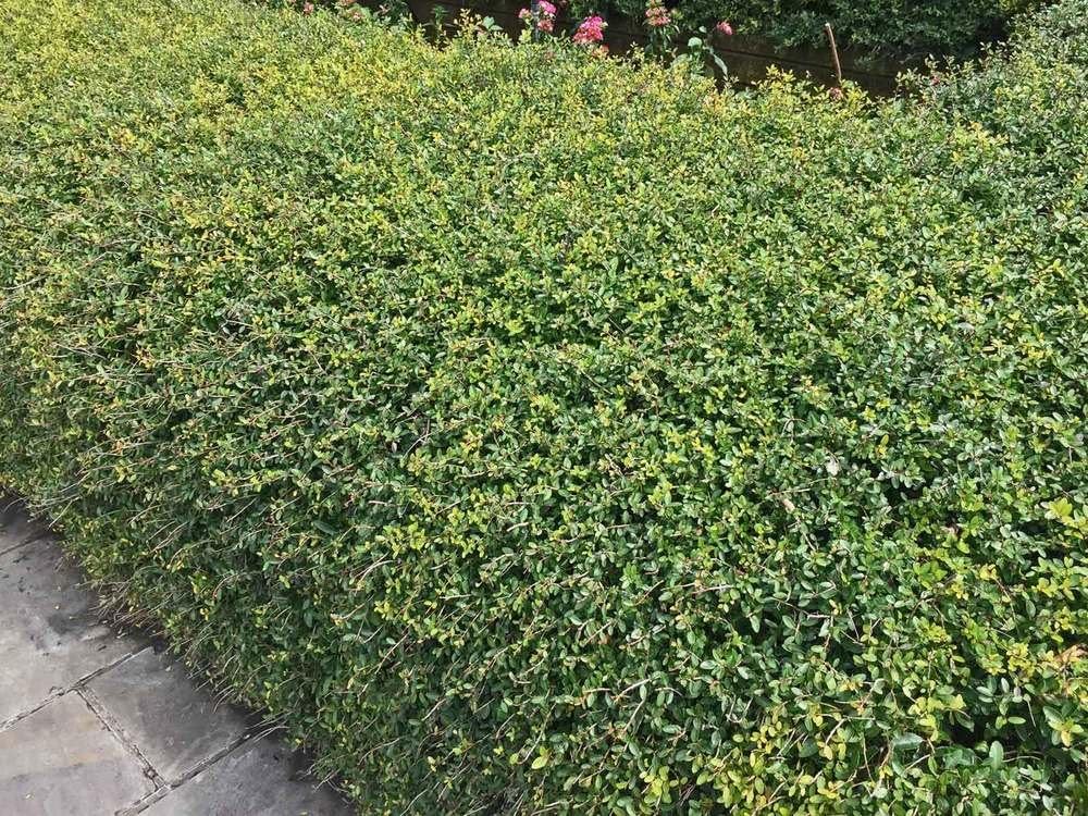 Dwarf Yaupon Holly Aka Ilex V. 'Nana' Live Plant Shrubs Plant Fit 01 Gallon Pot