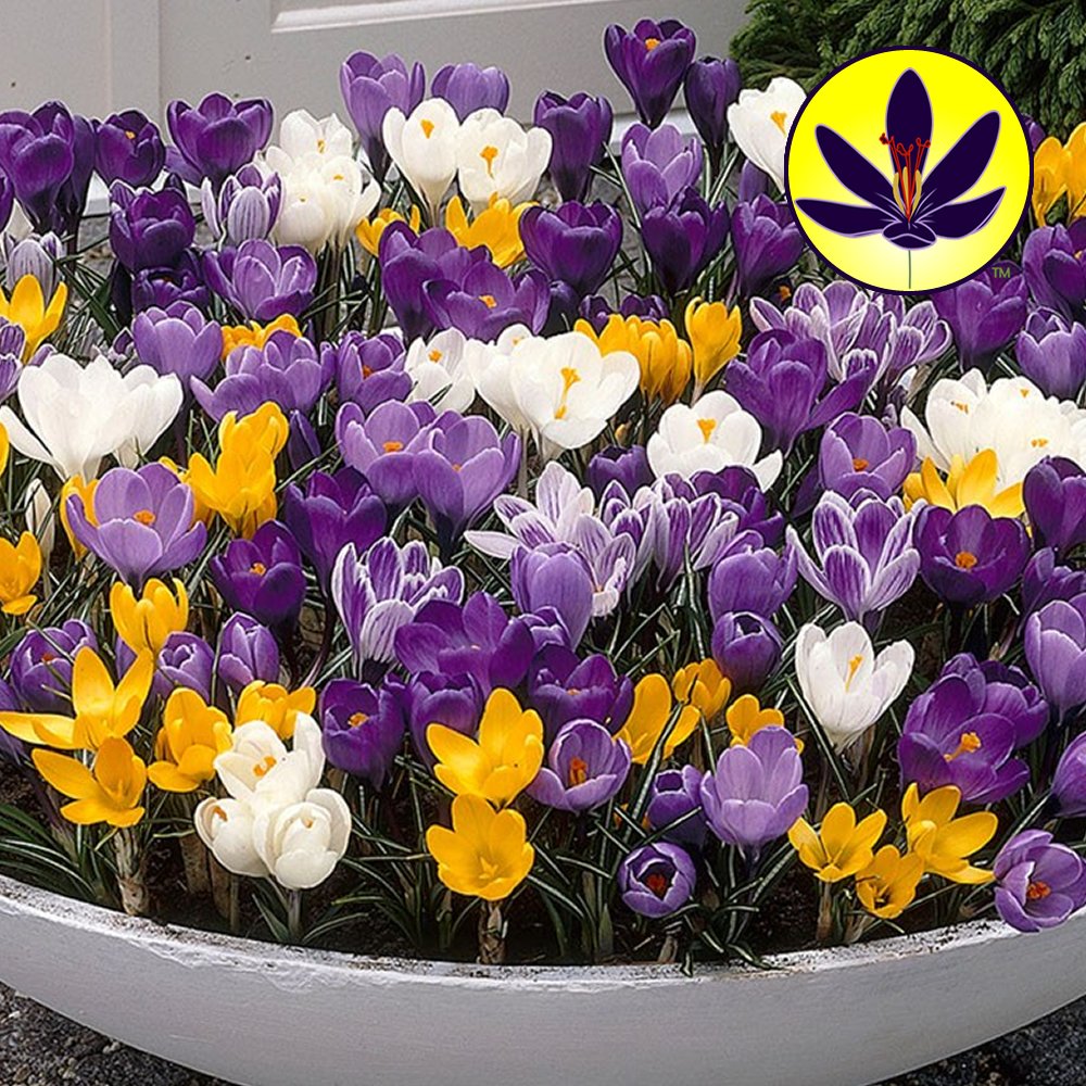 Gardeners Dream Krokusse Blumenzwiebeln Mehrjährig Winterhart Mix (200 Stk.) - Krokus Zwiebeln zum Pflanzen - Blau, Lila, Gestreift, Weiß & Gelb - Blumenzwiebeln Frühblüher Mix für Draußen