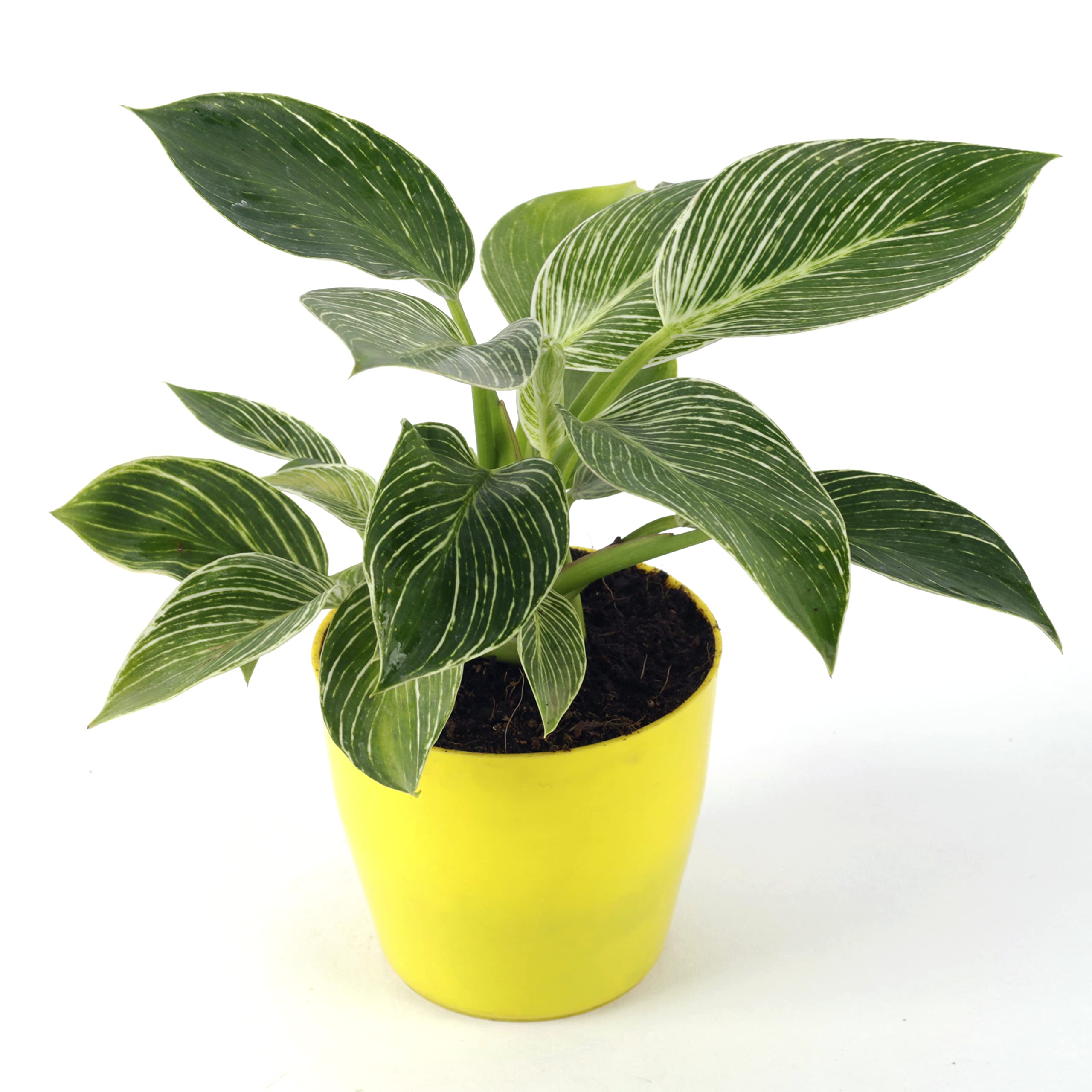 Phulwa Philodendron Birkin Natural Live Indoor Plant With Yellow Pot (B0BQRCWN25) Amazon Price History, Amazon Price Tracker