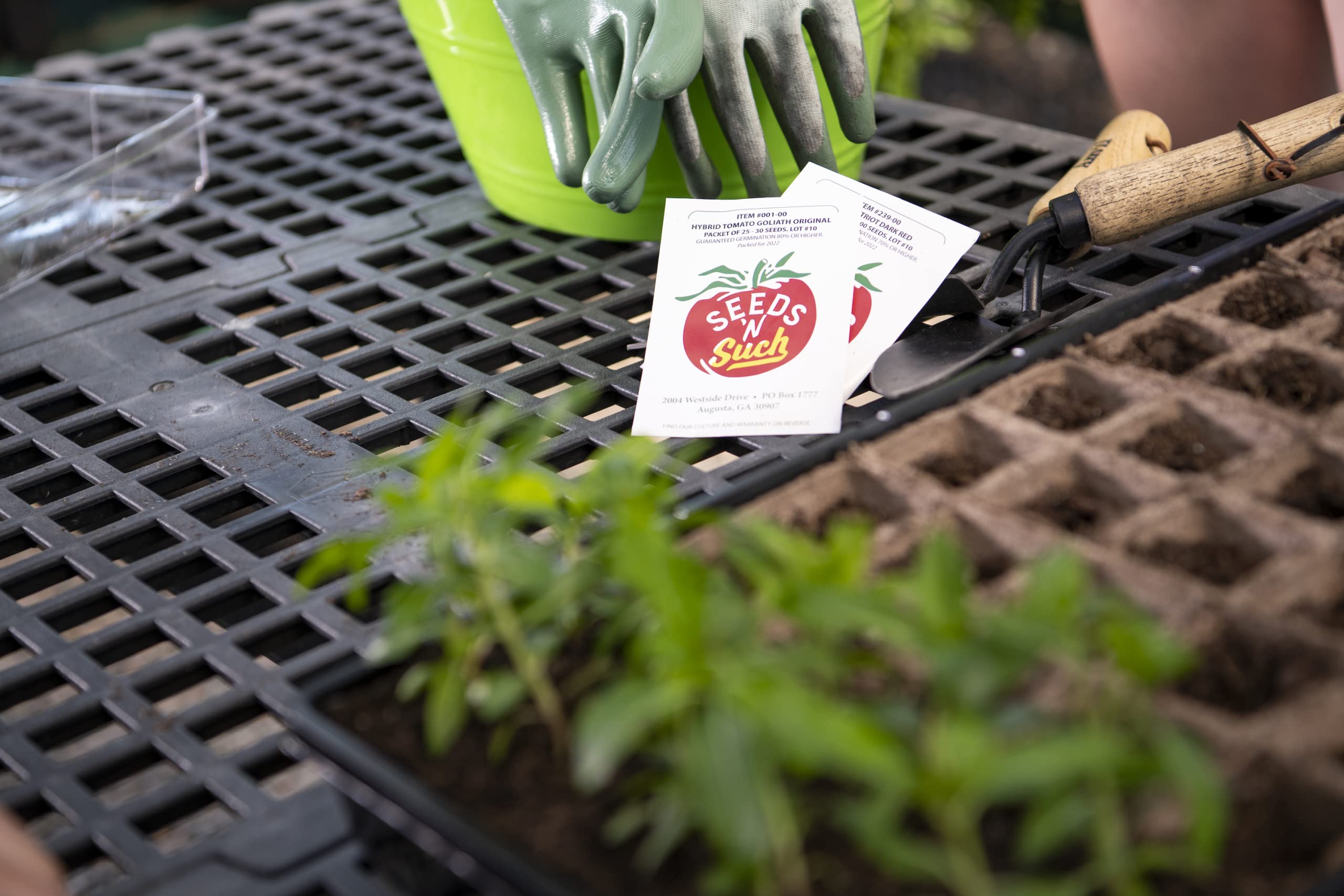 Seeds N Such 2300 Hand Selected Fall Garden Vegetable Garden Seeds | 5 Individually Packaged Seeds - Red Beets, Carrots, Broccoli, Cauliflower & Black Seeded Simpson Lettuce | Untreated & Non-GMO