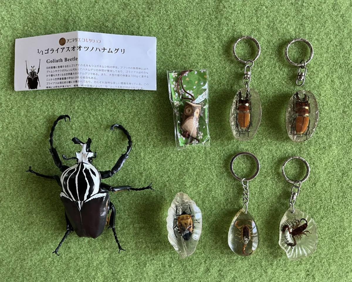 Mori出品 立体標本5点 Mori出品 立体標本5点 mqdefault.jpg