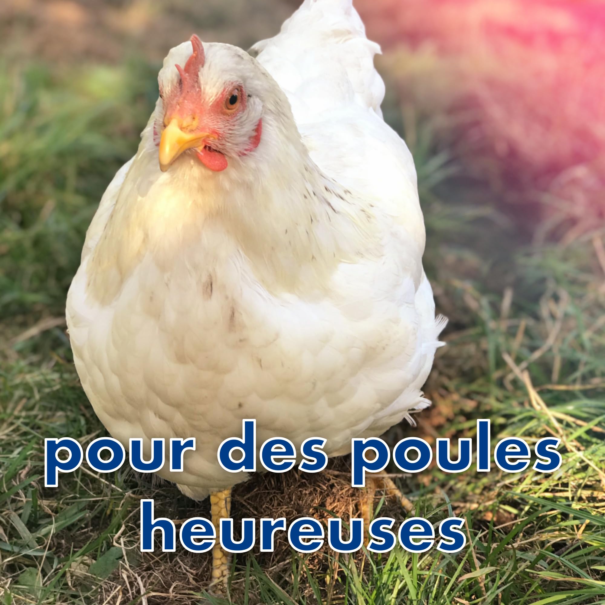 4X récipients pour barrière Anti-acariens de perchoir à Poules Contre Le pou Rouge, Protection Anti-acariens, piège à acariens, poulailler (pour 2 perchoirs)