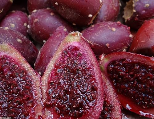 Miniatura 2 de 50 semillas de cactus de tuna roja, Opuntia Engelmannii, resistentes al frío, nopalea dulce