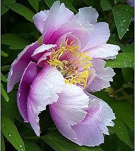 Peony Bulbs For Planting Now UK/Strong Plants That Grow Well/Mix Golden Jade Carving Feels Beautiful-2 Bulbs,b