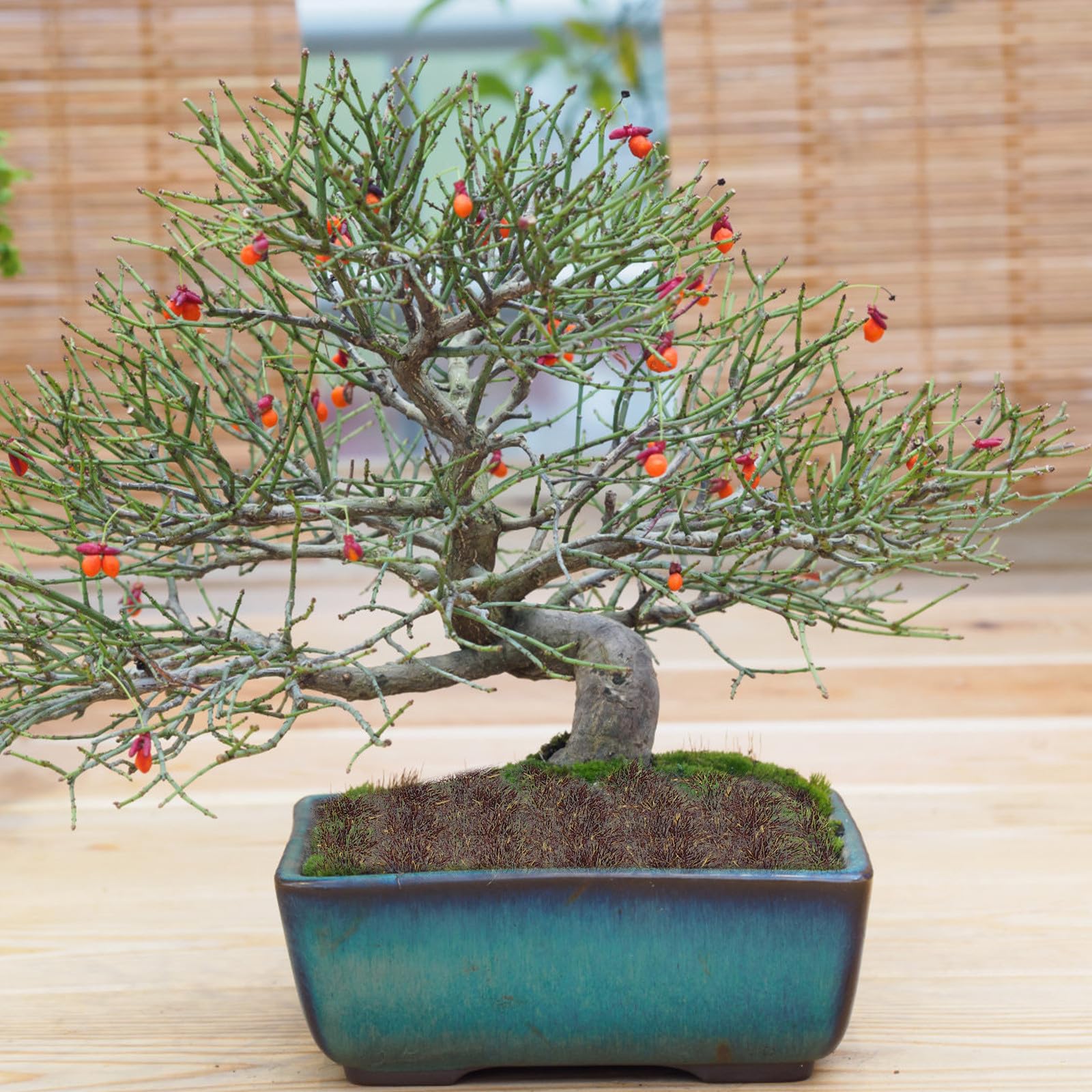Feng Shui Miniaturowe skupiska trawy 50 sztuk Pudełko Sztuczne suche kępki dzikiej trawy Piaskownica Stołowa Dekoracja mikropejzażu do scenerii modeli pociągów i dioram wojskowych