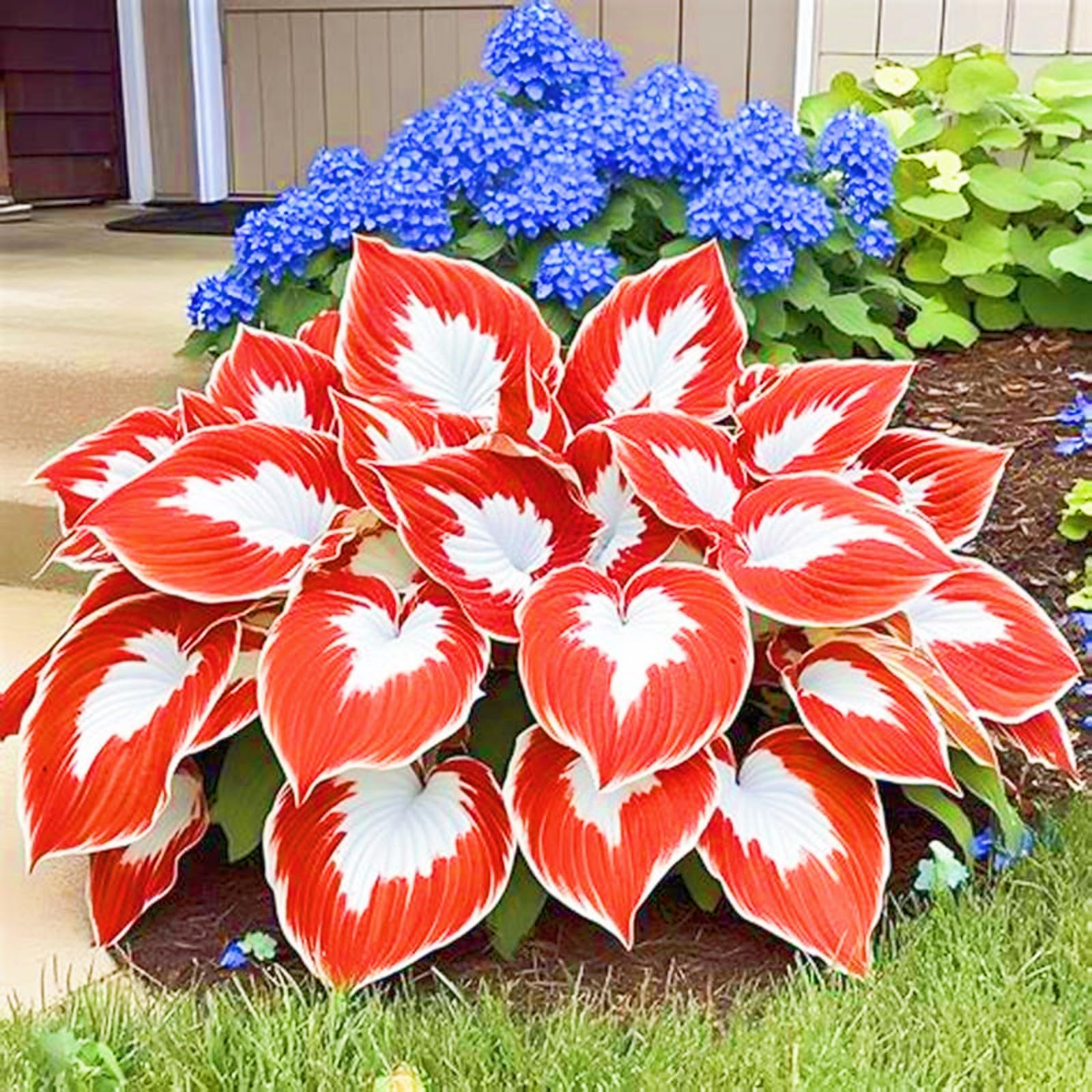 Hosta Plants for Sale, Hardy Perennial, Bulbs Mix, Ornamental Flowers, Hosta Bulbs Live, Easy Plant, Wedding Flowers, 6bulbs-e