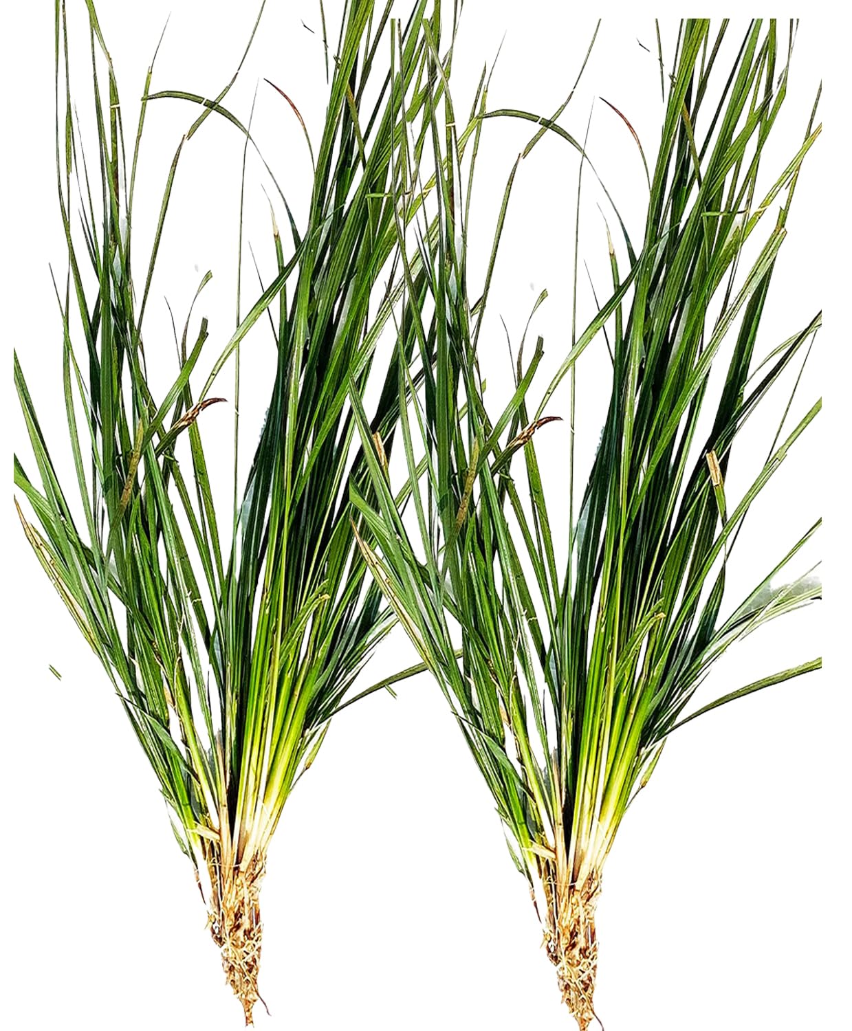 Awadh - Kusha Grass Roots Darbha Kusha Outdoor Plants For Balcony Live Kush plant Roots For Germination Live Plant, Kush ka Paudha - PACK OF -2