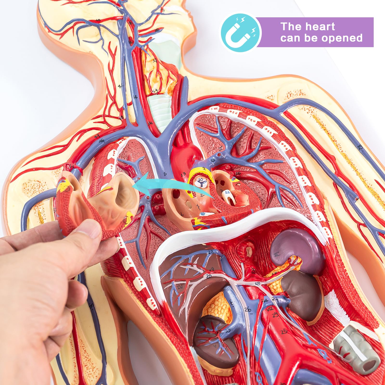 Menschliches Anatomie-Kreislaufsystemmodell, 1:2 Halb-Lebensgröße