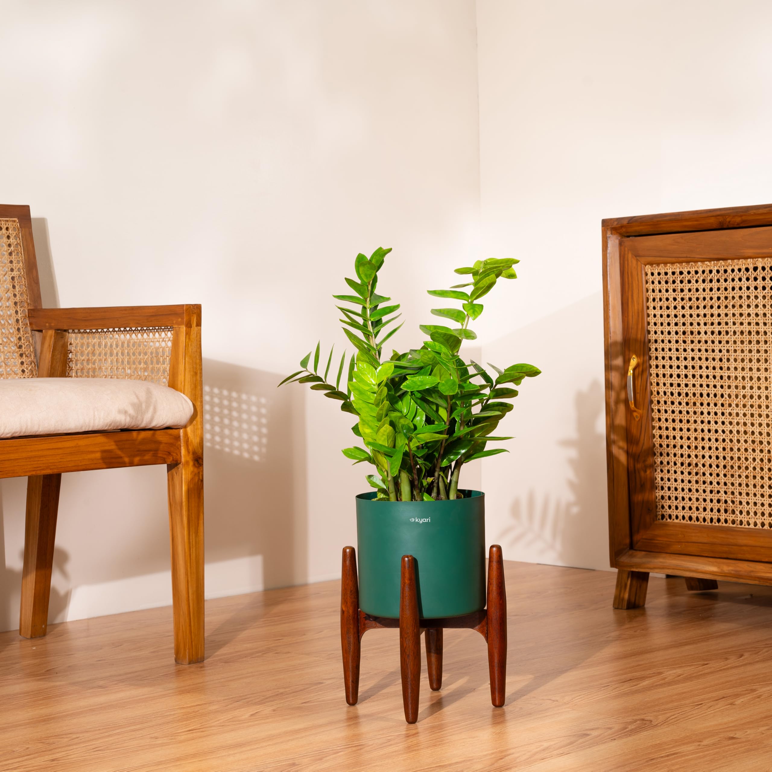 Kyari Zamia Green ZZ Plant - Air Purifying & Self Watering -20