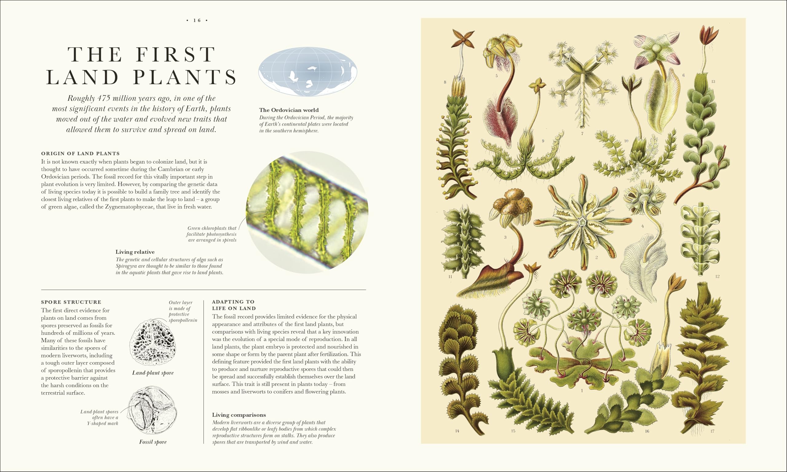 Atlas of Botany: An Exploration of Plants Across Time and Around the World