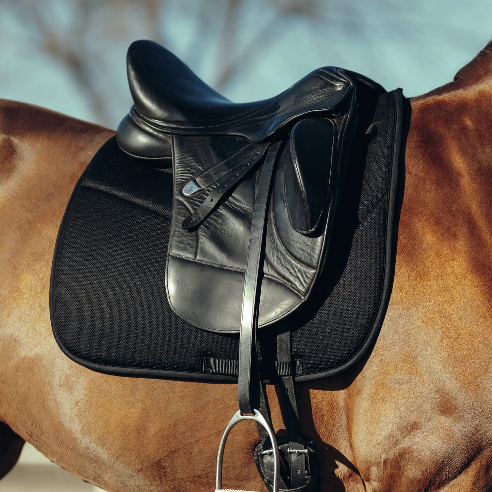 Amazon.co.jp: HORZE ホルツ(horze) ドレッサージュサドルパッド  