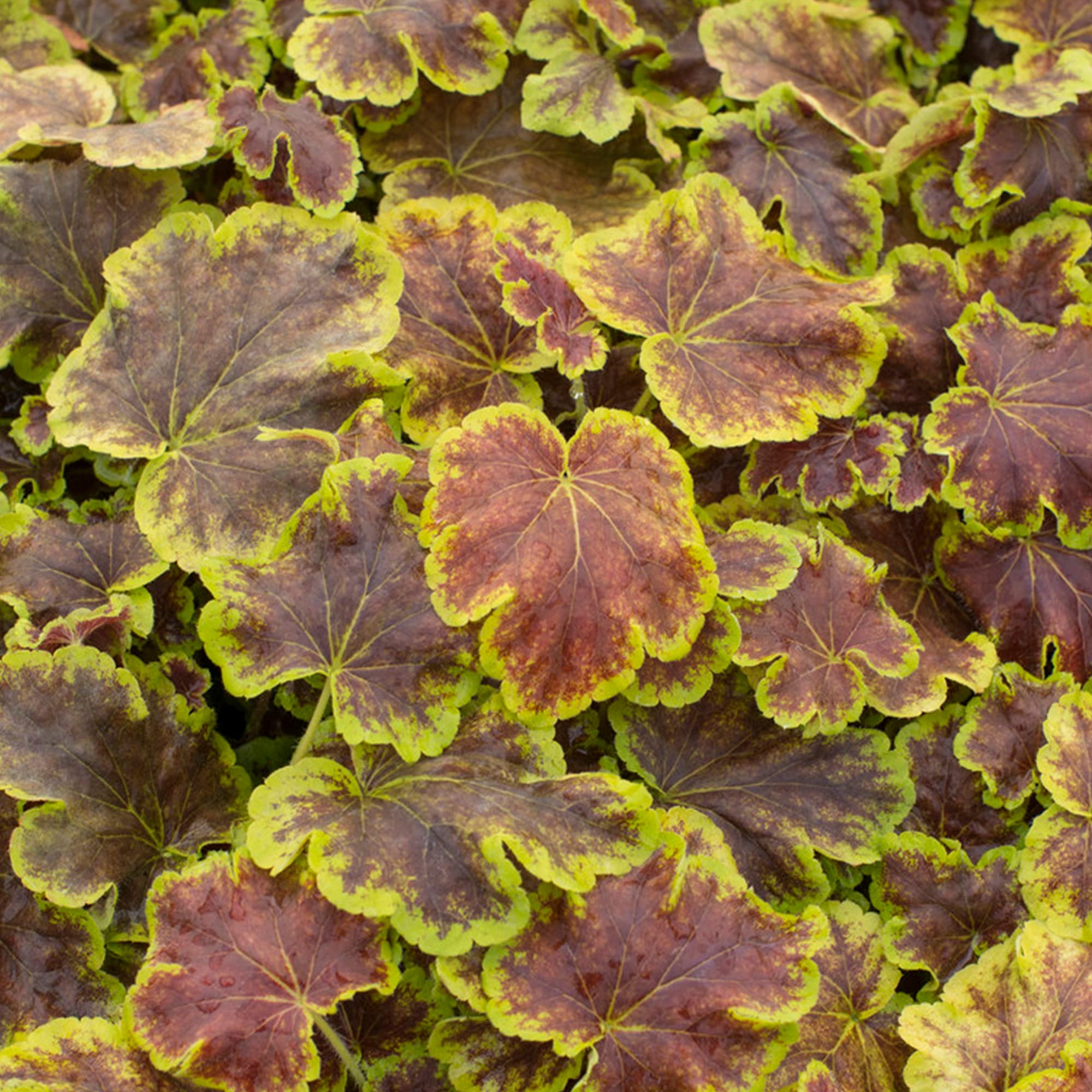 Heucherella Solar Eclipse Evergreen Outdoor Perennial Garden Plants in Plant Pot (9cm Pot, 15-30cm)