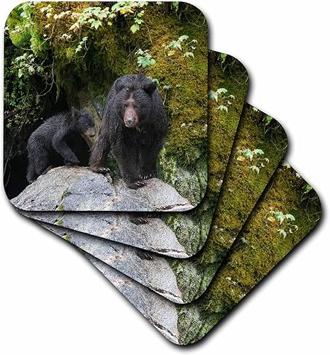 3dRose Black Bear cub Following its Mama at ANAN Creek. - Coasters (cst-380596-1)