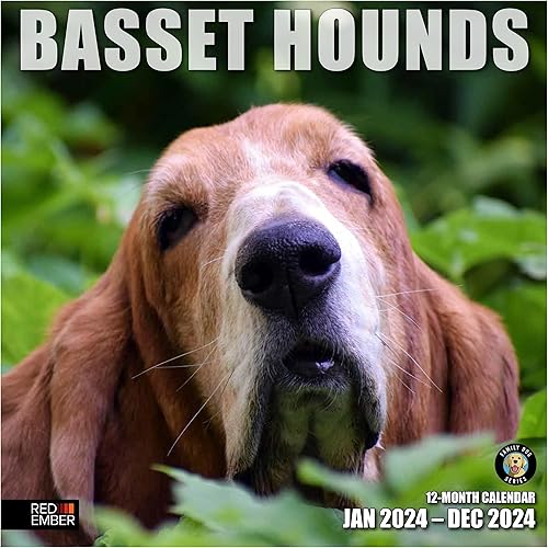 RED EMBER Basset Hounds Calendario mensual de pared colgante 2024  12 x 24 pulgadas abierto  Papel grueso y resistente  Regalo  Lindo perro  Amigos