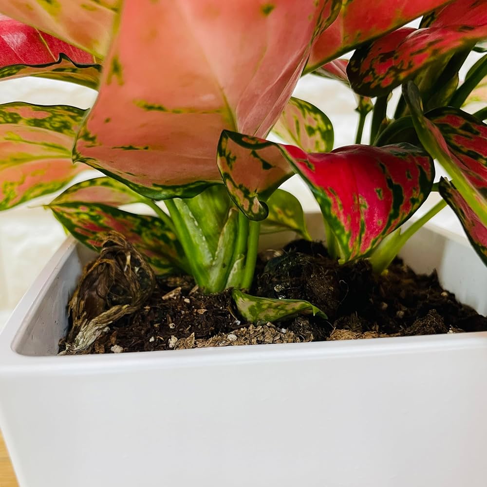 Amazon｜観葉植物 アグラオネマ・ビューティー 5号スクエア鉢