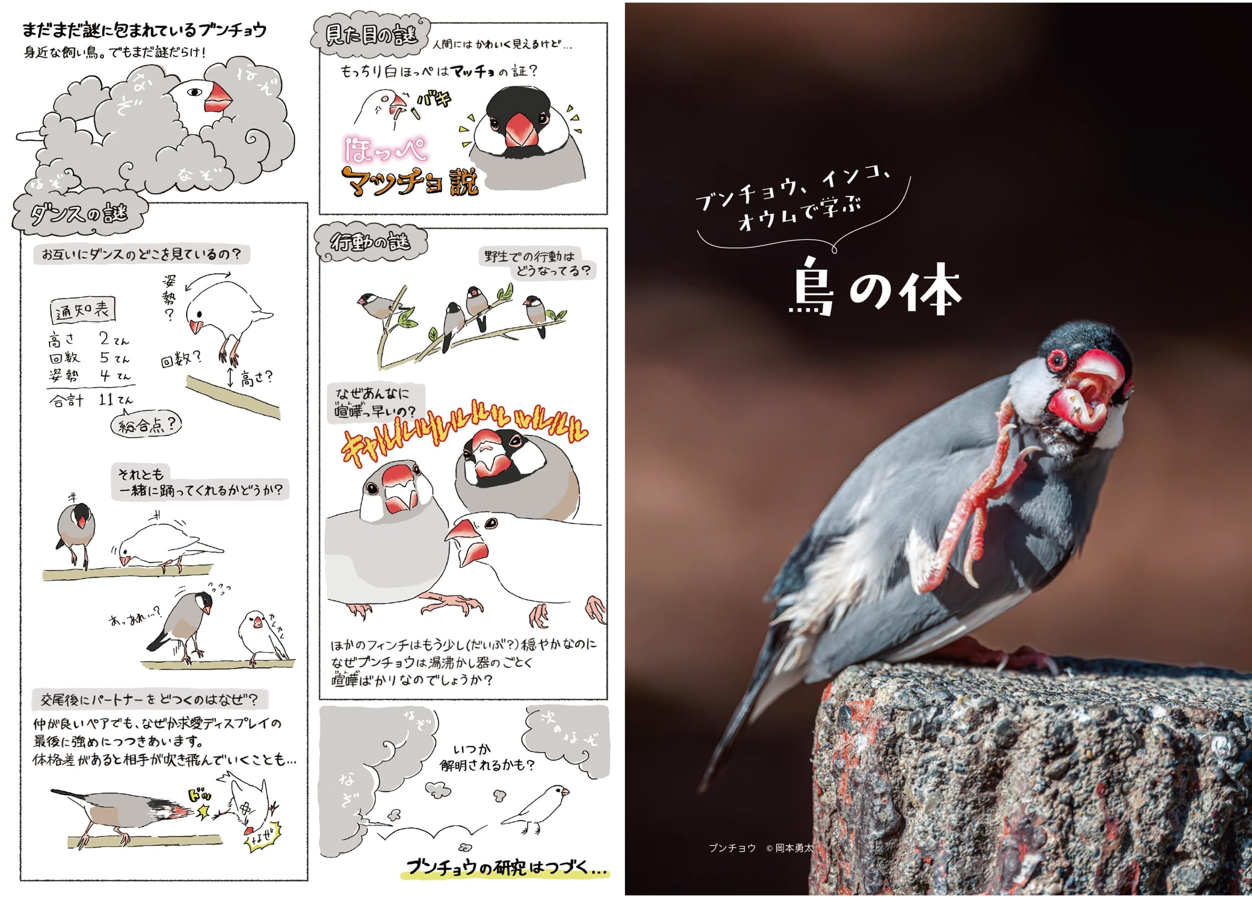 Amazon.co.jp: BIRDER編集部: 本、バイオグラフィー、最新