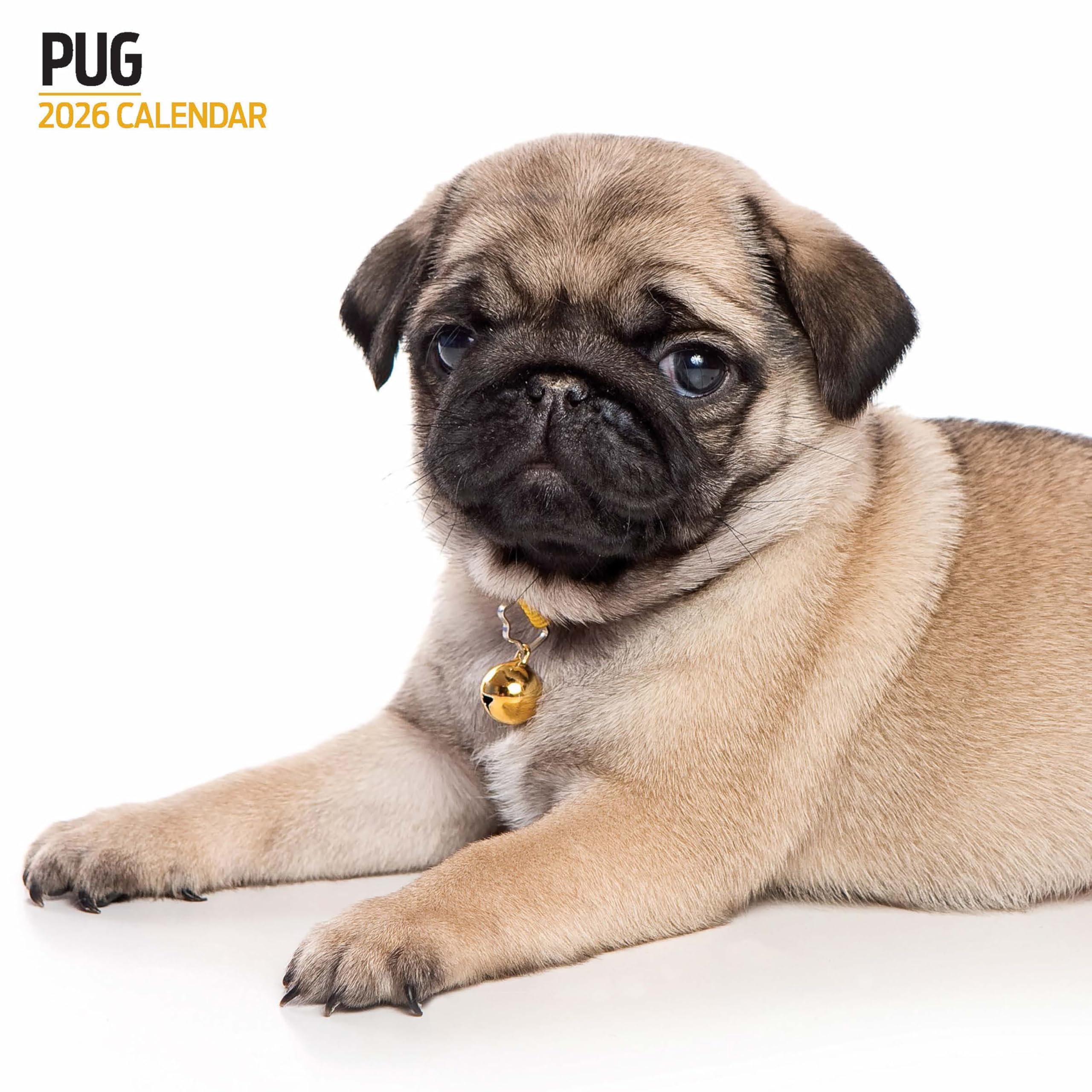 Pug 2026 Modern Calendar