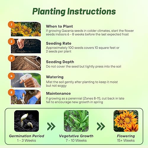 Miniatura 4 de outsidepride Gazania Jardín líder rojo rayas Amarillo
