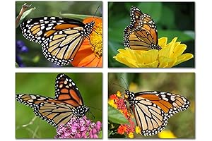 12-Pack Monarch Butterfly Note Cards