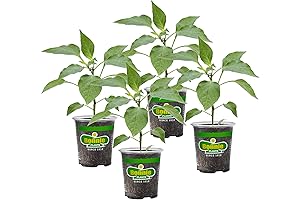 Bonnie Plants Jalapeno Hot Pepper Live Vegetable Plants: A Taste of Spice in Your Garden