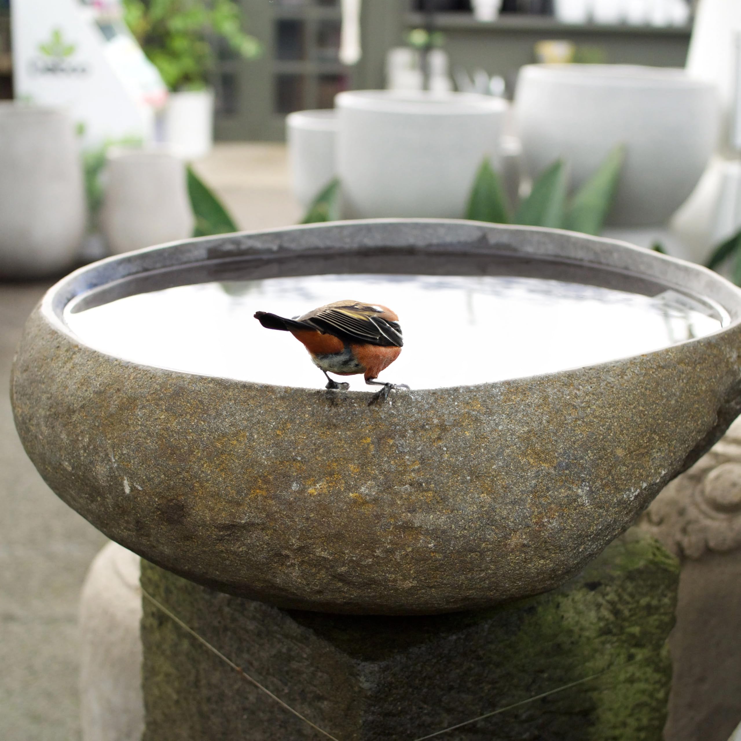 ART-CRAFT Steintrog Abreuvoir pour oiseaux, chiens et chats, en pierre naturelle, fait à la main, diamètre d'environ 25 cm, résistant au gel et aux intempéries, pièce unique, 7 à 9 kg