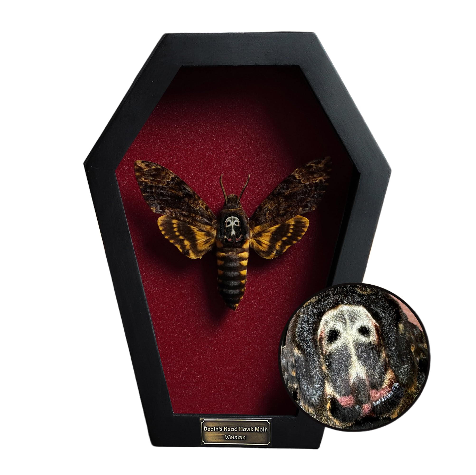Real Death Head Moth White Skull Acherontia Gothic Witchy Spooky Halloween Butterfly Entomology Shadow Box Insect Oddity Curiosities Taxidermy Wall Art Home Decor Living Gallery CF18-01-DO-MT